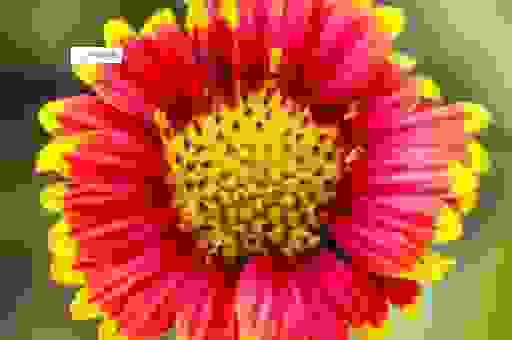 坐收渔利打一动物生肖准确答案揭秘！答案让你意想不到