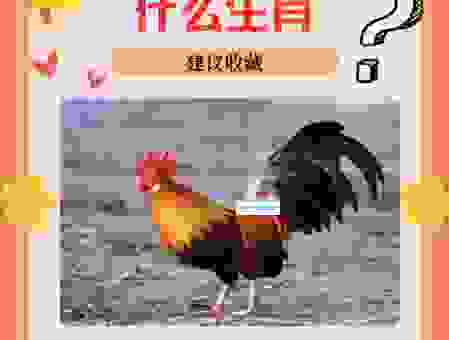 蓝天绿地鸟儿飞是什么生肖的答案？生肖专家为您解读！