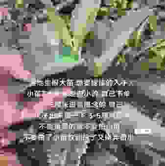 落地生根打一准确生肖，专家揭秘让你服气！