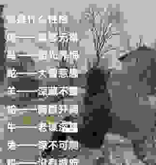 野性难驯的生肖是哪个?答案你肯定想不到!
