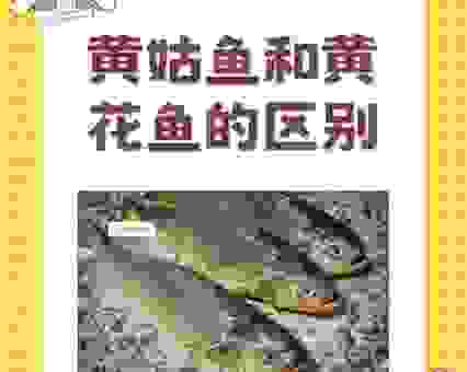 黄花女儿到底是啥动物？看完这些信息你就懂了！