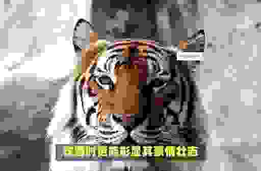 一杯更进将军酒猜什么生肖?老玩家分享经验!