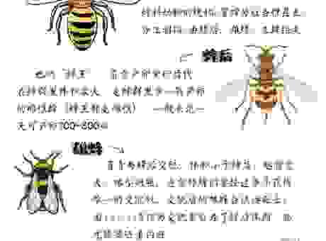 为什么招蜂引蝶打一正确生肖是它?