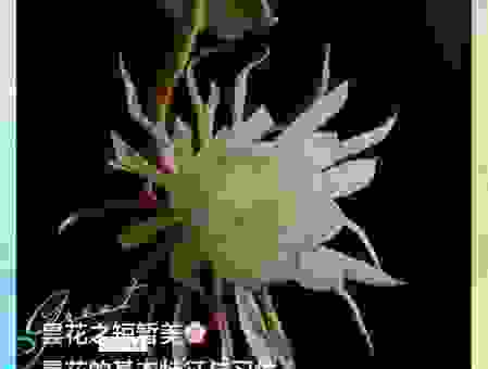 昙花一现是什么意思