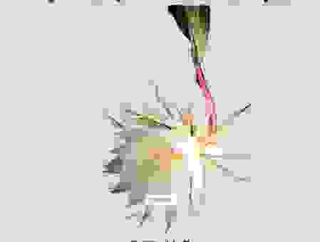 昙花一现是什么意思