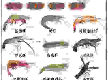 大虾是什么意思？不只是小龙虾，这种叫法也包括它们