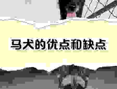 声色犬马指向哪个生肖?听老一辈怎么说!