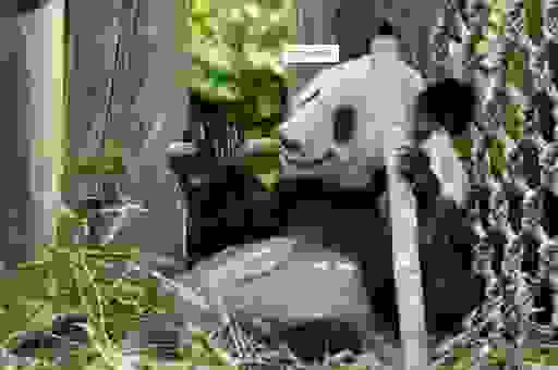 丫丫有堆成小山的竹子，它到底有多爱吃竹子？