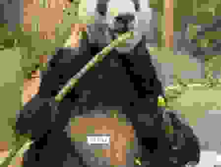 丫丫有堆成小山的竹子,它到底有多爱吃竹子?
