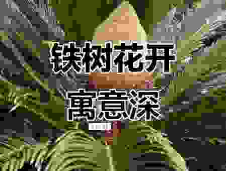 铁树开花打一生肖,属这个的都好运!