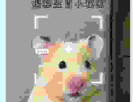 倾巢而出打一生肖的谜底，专家带你一起解密！