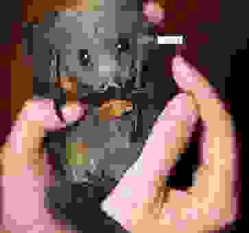 花落谁家打一动物？分享最有趣的答案，绝对让你惊呆！