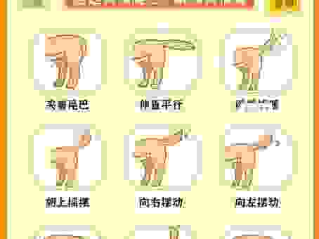 邑犬群吠是什么意思?简单解释让你一学就会!