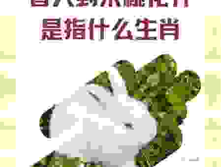 万树红梅香满枝,这几个生肖你知道吗?