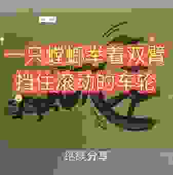 螳螂捕蝉打一个生肖？老司机教你轻松猜中！