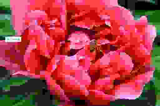 芬芳人间打一生肖的秘密 读完你就明白了。
