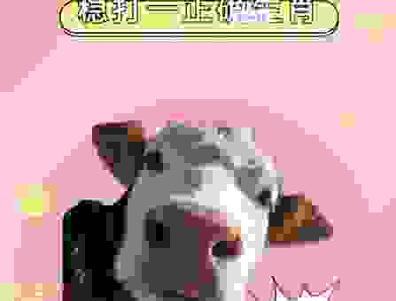 分秒必争是什么生肖?原来一直都猜错了!