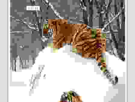 眼观六路猜一生肖,最全攻略让你秒变大神!