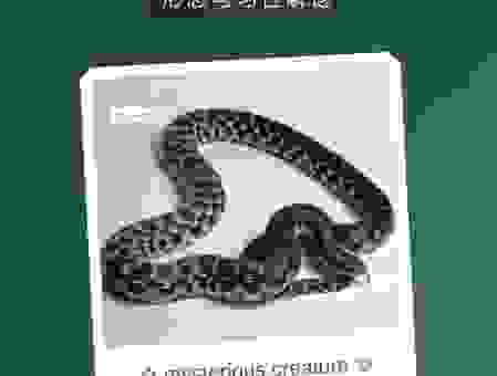 青面獠牙的动物是什么生肖?专家解读生肖之谜!