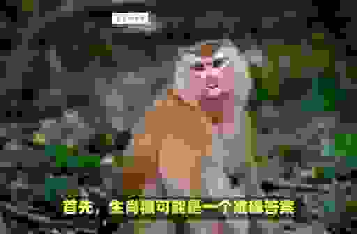 玩转生肖：趁热打铁是什么生肖？看这里！