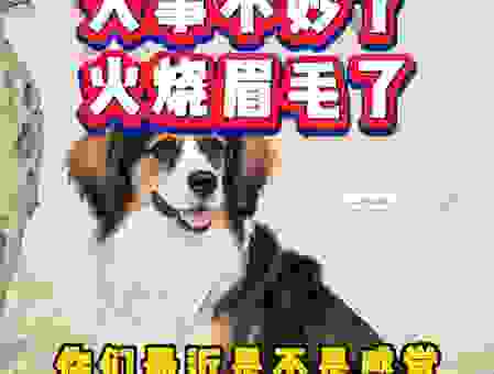 火烧眉毛代表什么生肖？这个生肖最形象！