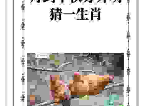 鸡犬相闻猜生肖，传统文化里的答案揭晓！