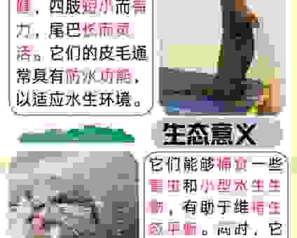 稀汤寡水是什么生肖？揭秘这些动物的真实写照