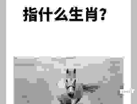 鸡皮鹤发代表什么生肖？其实答案很简单，过来看看！
