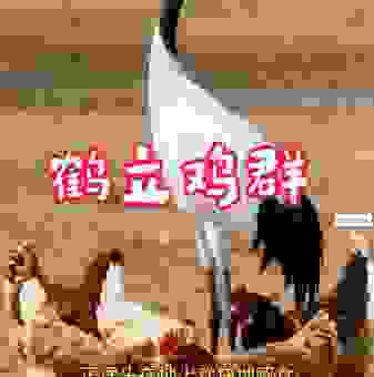 河立鸡群是什么生肖?看完你就明白了!