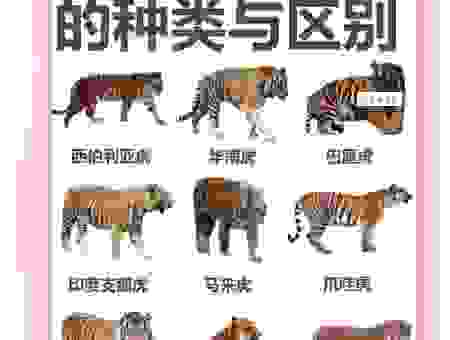 虎视眈眈的生肖是什么？了解这些秘密！
