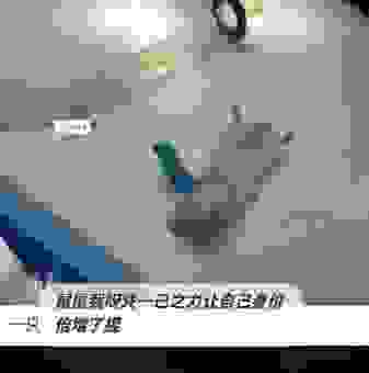 春色满园关不住，猜猜看是哪个生肖在捣乱！